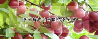 李子核种出来能结李子吗,第1图