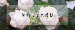 茉莉花怎么剪枝,第1图