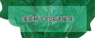 菠菜种子的快速催芽,第1图