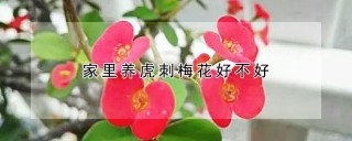 家里养虎刺梅花好不好,第1图