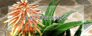 龙舌兰开花预示什么,第1图