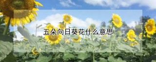 五朵向日葵花什么意思,第1图