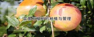 盆景石榴树的种植与管理,第1图