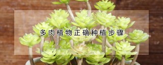 多肉植物正确种植步骤,第1图