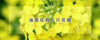 油菜花有几片花瓣,第1图