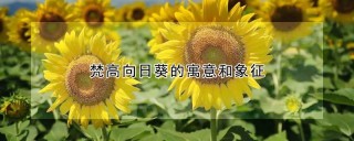 梵高向日葵的寓意和象征,第1图