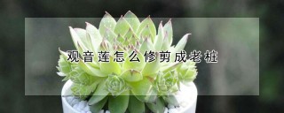 观音莲怎么修剪成老桩,第1图