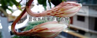 昙花长杆要不要去掉,第1图