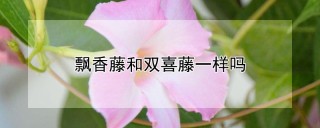 飘香藤和双喜藤一样吗,第1图