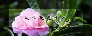 凤仙花是什么,第1图