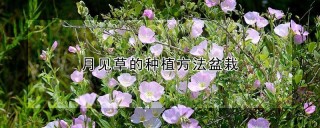 月见草的种植方法盆栽,第1图