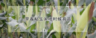 早春粘玉米啥时候育苗,第1图