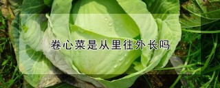 卷心菜是从里往外长吗,第1图