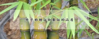 竹子的特征和象征的品质,第1图