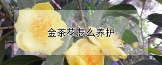 金茶花怎么养护,第1图