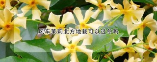 风车茉莉北方地栽可以过冬吗,第1图