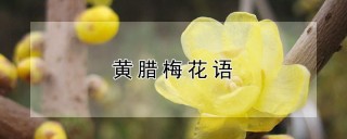 黄腊梅花语,第1图