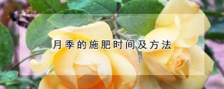 月季的施肥时间及方法,第1图