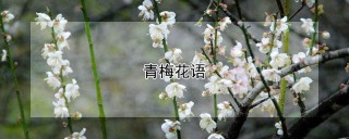 青梅花语,第1图