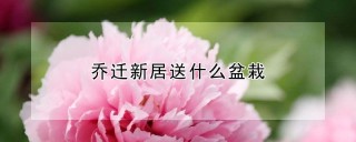 乔迁新居送什么盆栽,第1图