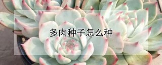 多肉种子怎么种,第1图