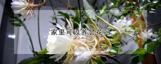 家里可以养昙花吗,第1图