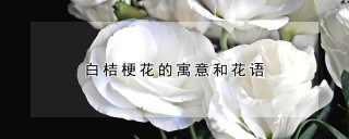 白桔梗花的寓意和花语,第1图