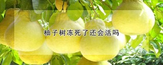 柚子树冻死了还会活吗,第1图