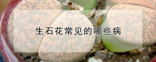 生石花常见的哪些病,第1图