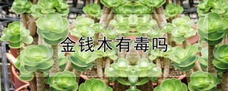 金钱木有毒吗,第1图