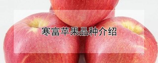 寒富苹果品种介绍,第1图