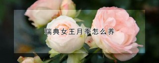 瑞典女王月季怎么养,第1图