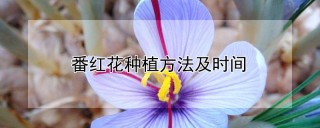 番红花种植方法及时间,第1图