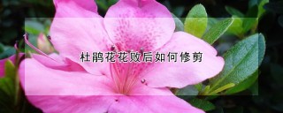 杜鹃花花败后如何修剪,第1图