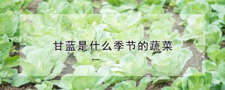 甘蓝是什么季节的蔬菜,第1图