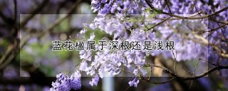 蓝花楹属于深根还是浅根,第1图