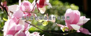 玉兰花的花语是什么意思,第1图