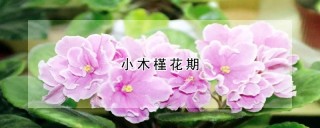 小木槿花期,第1图