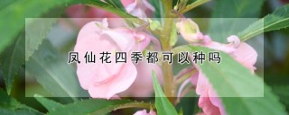 凤仙花四季都可以种吗,第1图