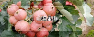 山楂品种,第1图