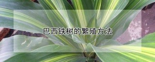 巴西铁树的繁殖方法,第1图