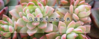 马库斯多肉怎么养,第1图