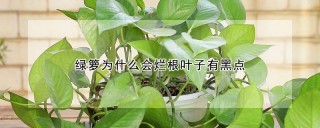 绿箩为什么会烂根叶子有黑点,第1图