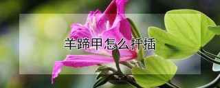 羊蹄甲怎么扦插,第1图