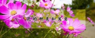 花的种类和寓意,第1图