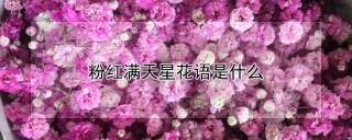 粉红满天星花语是什么,第1图