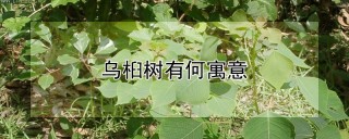 乌桕树有何寓意,第1图