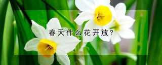 春天什么花开放?,第1图