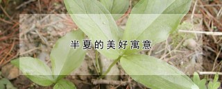 半夏的美好寓意,第1图