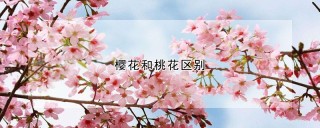 樱花和桃花区别,第1图